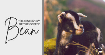 The Wild Story of some Goats and the Coffee Bean