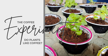 The coffee experiment: growing barley seeds in coffee capsules